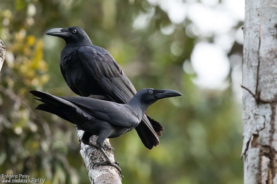 Long-billed Crowadult