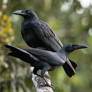 Long-billed Crow