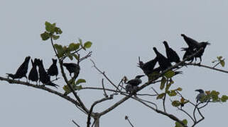 Long-billed Crow