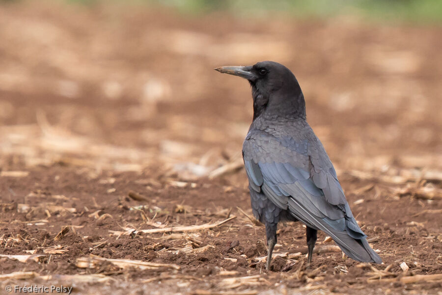 Cape Crowadult