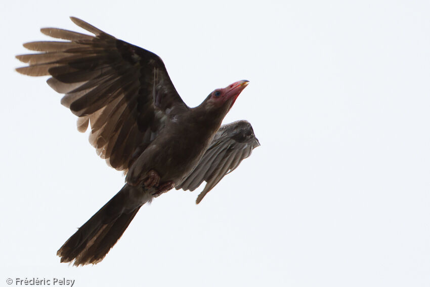 Grey Crowadult