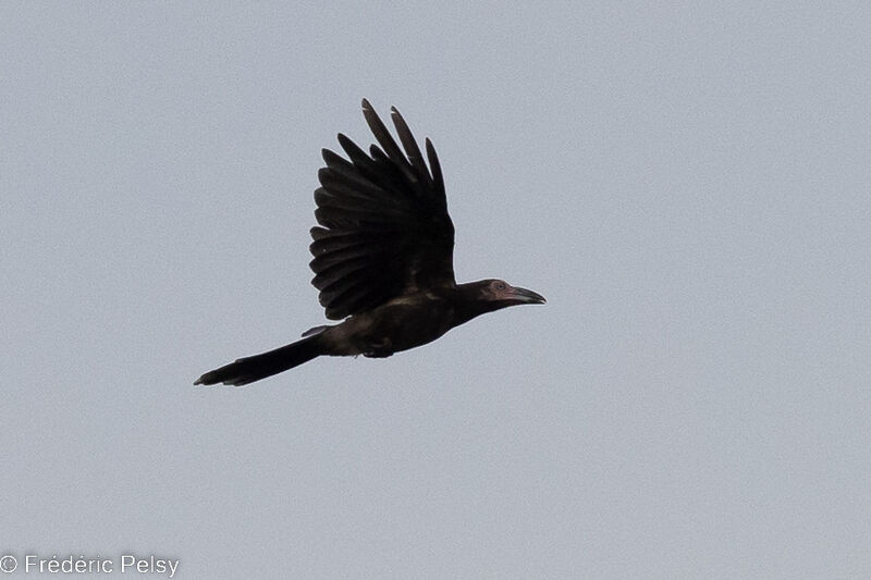Grey Crow, Flight
