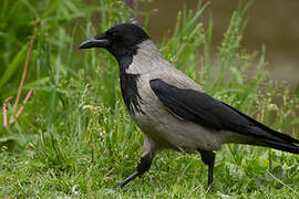 Hooded Crow