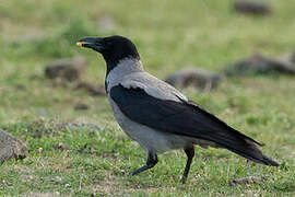 Hooded Crow