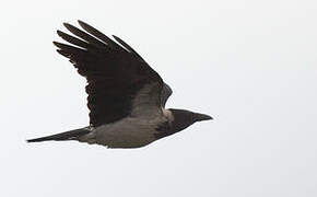 Hooded Crow