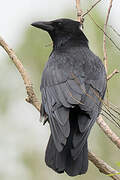 Carrion Crow