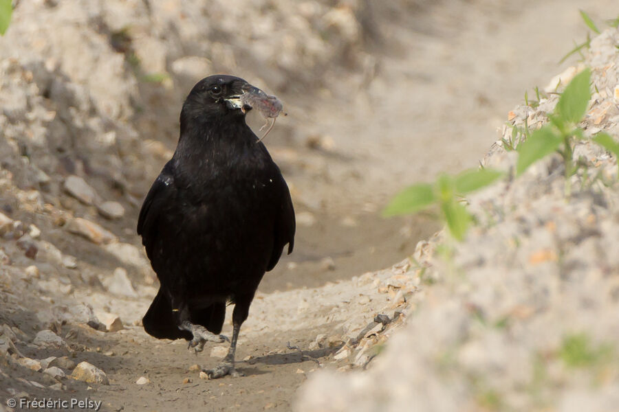 Carrion Crow, eats