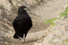 Carrion Crow