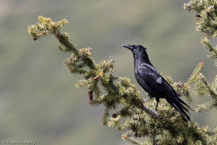 Carrion Crow