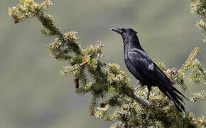 Carrion Crow