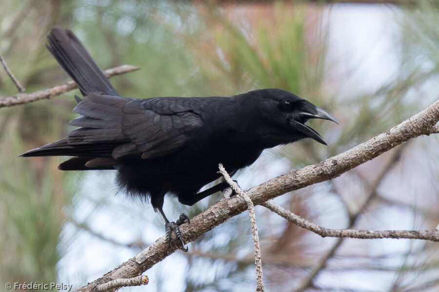 Hispaniolan Palm Crowadult