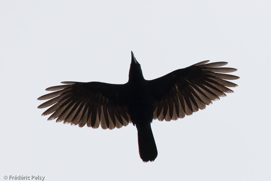 Hispaniolan Palm Crowadult, Flight