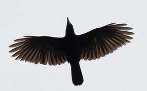 Hispaniolan Palm Crow