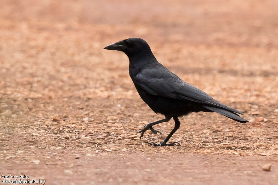 Hispaniolan Palm Crow