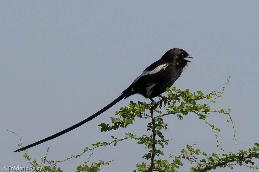 Corvinelle noir et blancadulte