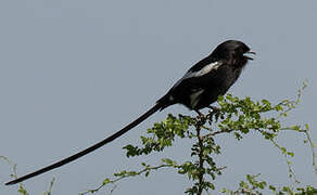 Magpie Shrike