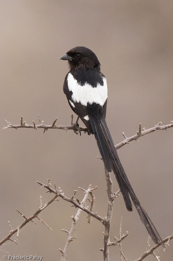 Magpie Shrikeadult