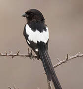 Magpie Shrike