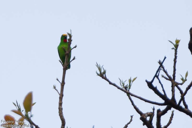 Orange-fronted Hanging Parrot male adult
