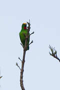 Orange-fronted Hanging Parrot