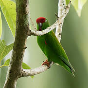 Great Hanging Parrot