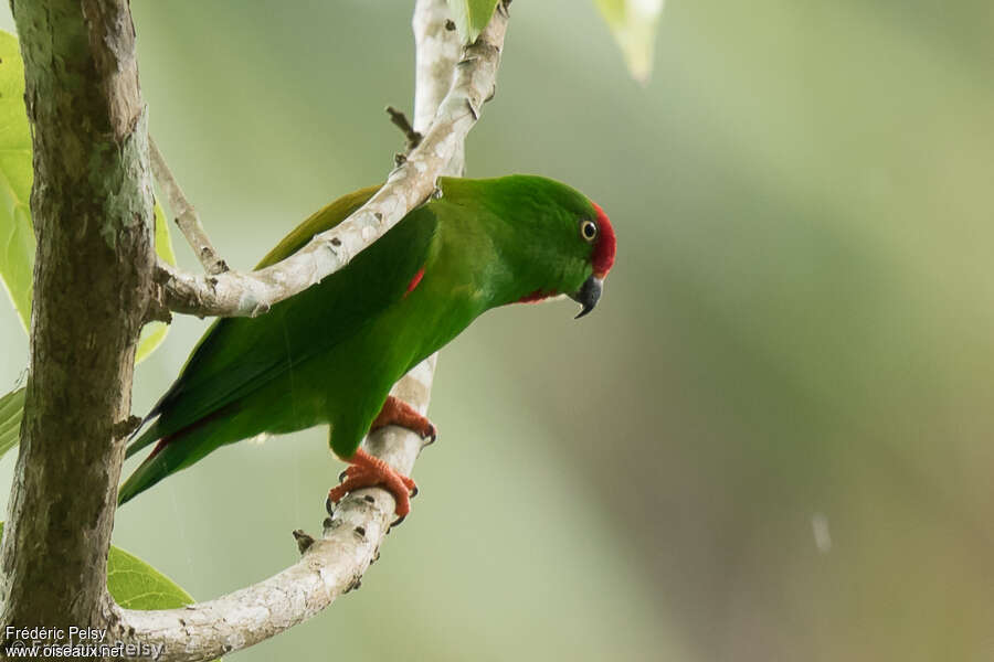 Great Hanging Parrot male adult, identification