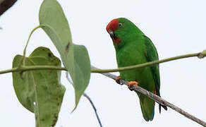 Moluccan Hanging Parrot