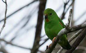 Moluccan Hanging Parrot