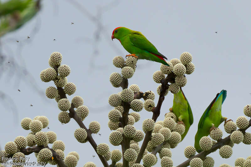 Coryllis des Philippinesadulte