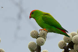 Philippine Hanging Parrot