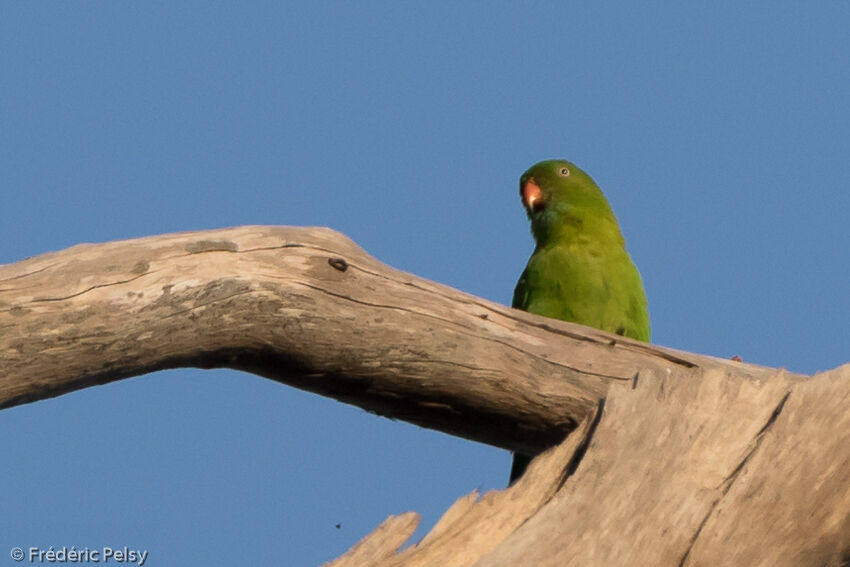 Vernal Hanging Parrot, identification