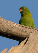 Vernal Hanging Parrot