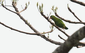 Vernal Hanging Parrot