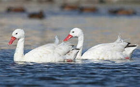 Coscoroba Swan