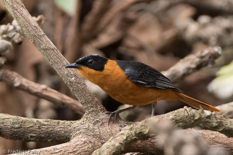 Snowy-crowned Robin-Chatadult