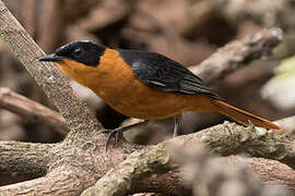 Snowy-crowned Robin-Chat