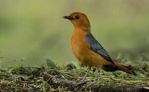 Red-capped Robin-Chat