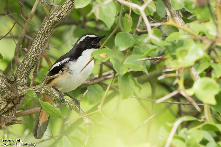 White-throated Robin-Chatadult, song