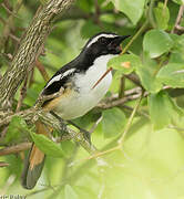 White-throated Robin-Chat