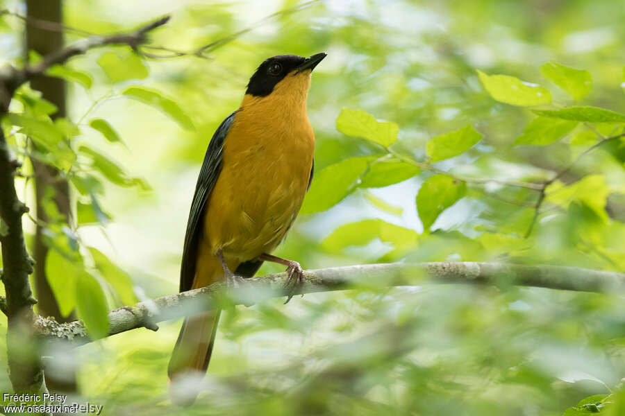 Chorister Robin-Chatadult, identification