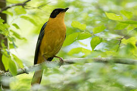 Chorister Robin-Chat