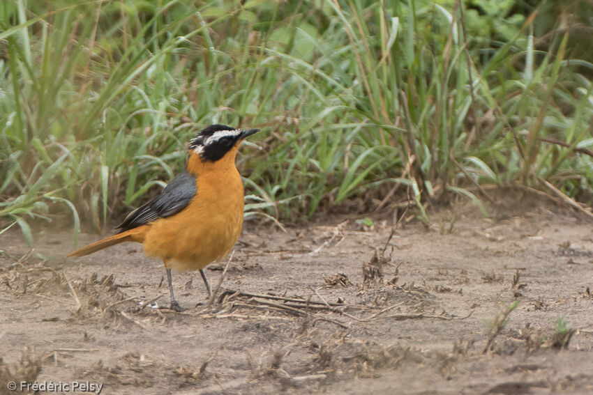 White-browed Robin-Chat