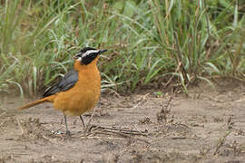 White-browed Robin-Chat