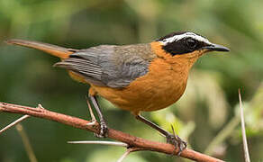 White-browed Robin-Chat