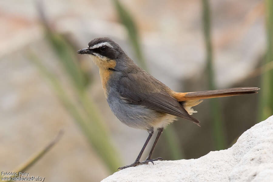 Cossyphe du Capadulte, identification