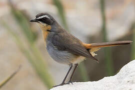 Cape Robin-Chat