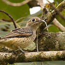Cotinga bleu