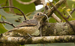 Blue Cotinga