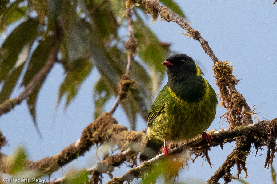 Cotinga vert et noir