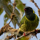 Cotinga vert et noir